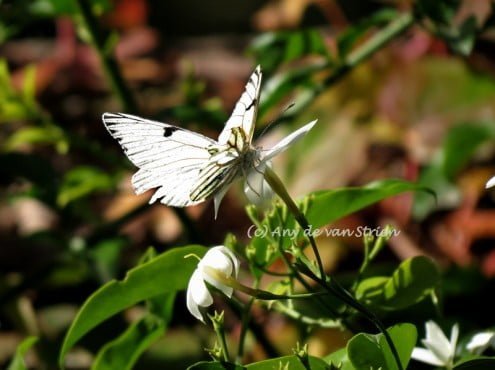 Ampliar foto Las mariposas son, sin lugar a dudas, unos visitantes muy apreciados en cualquier jardín. La belleza de sus colores y la alegría en su vuelo, suelen llevarse nuestra atención cuando nos acompañan