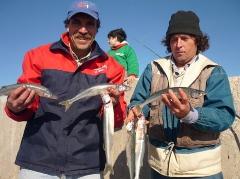 Ampliar foto Cornos en nuestra costa, los pescadores de parabienes
