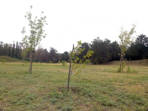 Ampliar foto A sabiendas de que lo perdido jamás volverá, pero que lejos de sentenciar la defunción del Vivero se puede soñar con un futuro distinto, el trabajo de reconstrucción ha recorrido ya su primer trecho