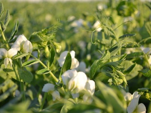 Todo lo cultivado por “Productos del Sudeste” se exporta, a destinos tan lejanos y diferentes como Malasia, Omán, Turquía, Bahrein y Centroamérica