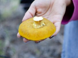 En Claromecó hay hongos exquisitos para comer y secar, y otros con fructificaciones que resultan tóxicos, de allí la importancia de identificarlos