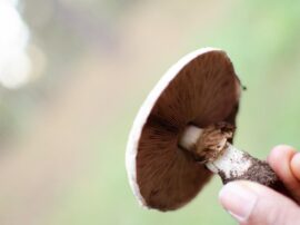 Un relevamiento informal registra unas 50 especies diferentes de hongos en Claromecó 