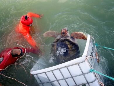 La libertad: Jorge vuelve al mar, acompañado de los investigadores y monitoreado por un telémetro