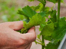 “Es interesante lo que han logrado, con el asesoramiento de este enólogo, en Médanos y en Tandil. Yo apunto a llegar a esas calidades”, comenta Gigón respecto del especialista que lo orienta