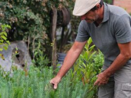 En 2018 Alejandro comenzó a desarrollar un proyecto de forestación en un campo costero. Allí comenzó a plantar Pinus Pinea