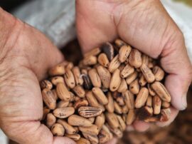 La exportación de piñones a España no es antojadiza, ya que en la Madre Patria es un producto que cuenta con buena aceptación